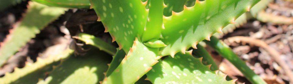 Stress: Kamp eller flugt?