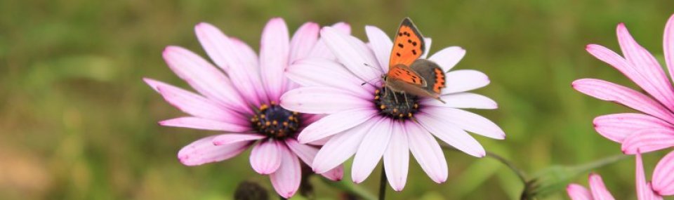 75% oplever krise eller traumer.